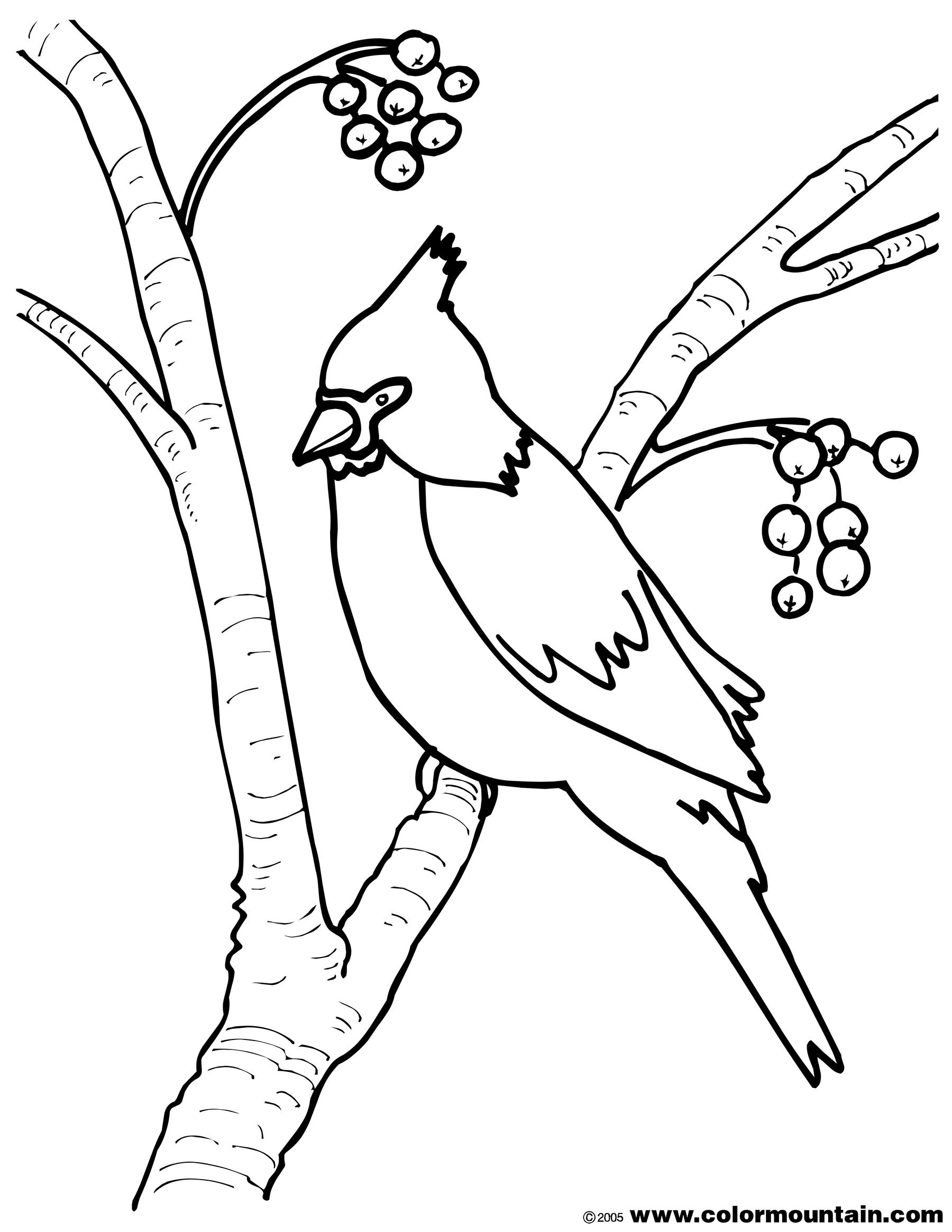 1800x2329 Cardinal Coloring Pages