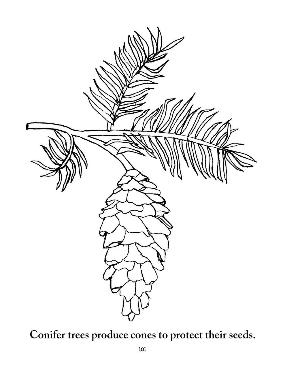 Biology Coloring Pages 989x1280 Biology Coloring Pages