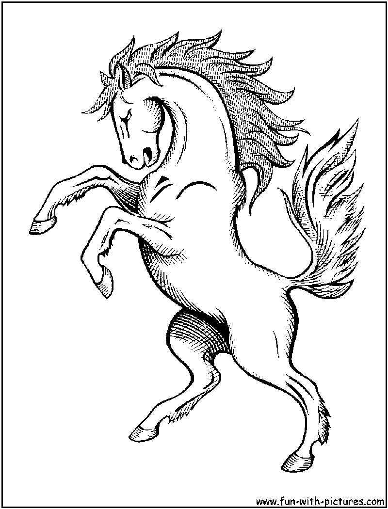Wild Horses Coloring Pages 800x1050 Wild Horses Coloring Pages