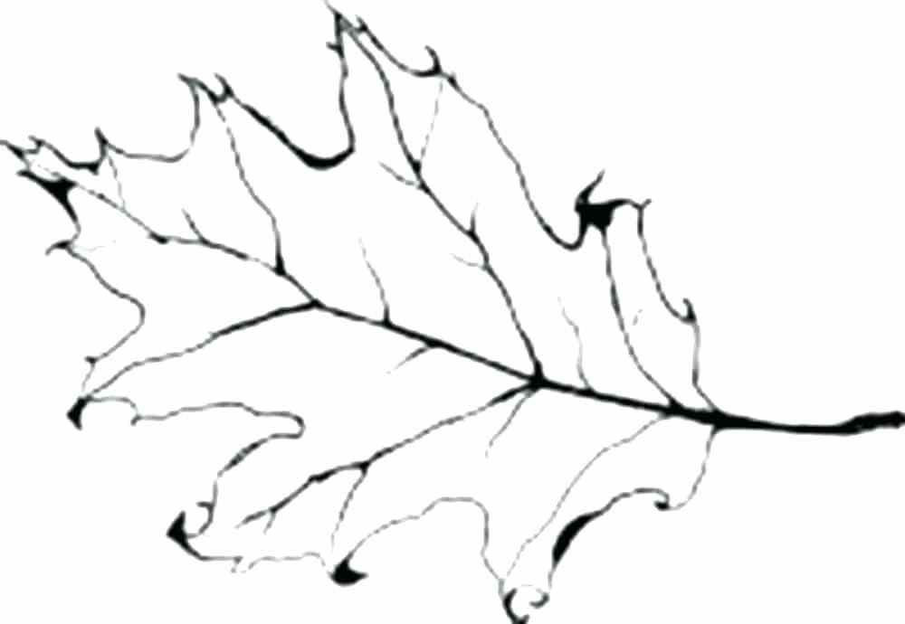 Oak Leaf Coloring Page Leaves Coloring Pages Printable Oak Leaf 1000x690 Oak Leaf Coloring Page Leaves Coloring Pages Printable Oak Leaf