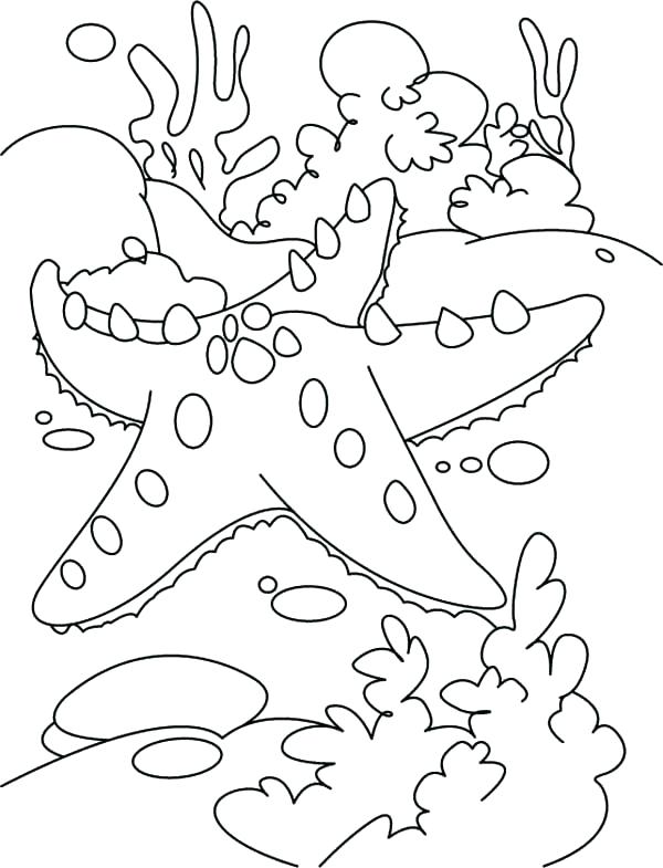 600x785 Sea Star Coloring Page Starfish Coloring Page Starfish And