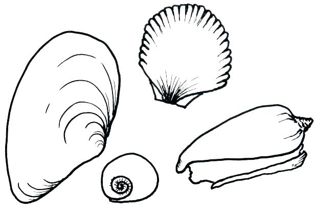 618x421 Seashell Coloring Pages Astounding Sea Shell Coloring Pages Star