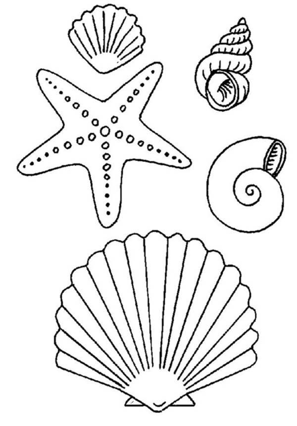Starfish And Sea Shell Coloring Page Kids Play Color Starfish 600x861 Starfish And Sea Shell Coloring Page Kids Play Color Starfish