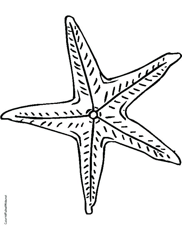 Starfish Coloring Sheet 600x756 Starfish Coloring Sheet
