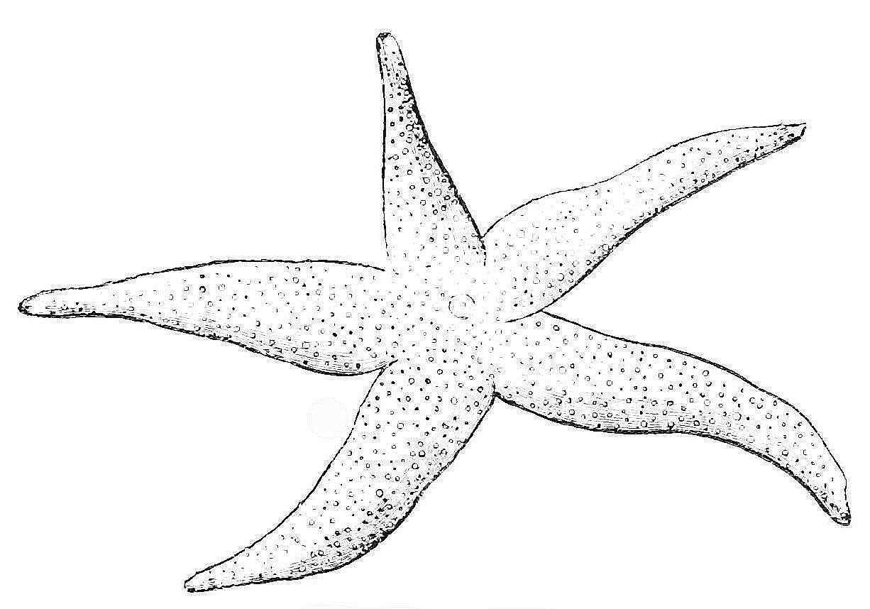 Starfish Coloring Pages To Print