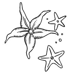 Starfish Coloring Pages 230x230 Starfish Coloring Pages