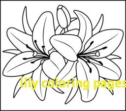 Lily Coloring Pages With Flowers Coloring Pages 256x226 Lily Coloring Pages With Flowers Coloring Pages