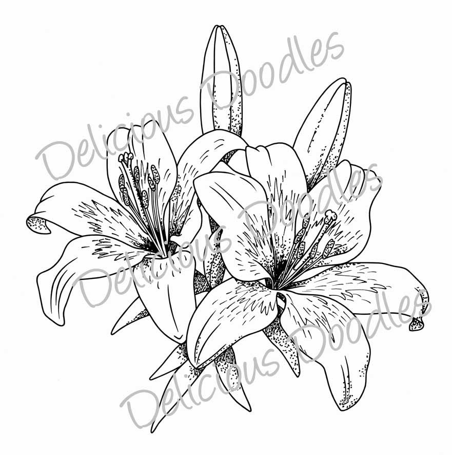 Stargazer Lily Sketch Teri's World Lovely Lillies Tattoos 881x886 Stargazer Lily Sketch Teri's World Lovely Lillies Tattoos