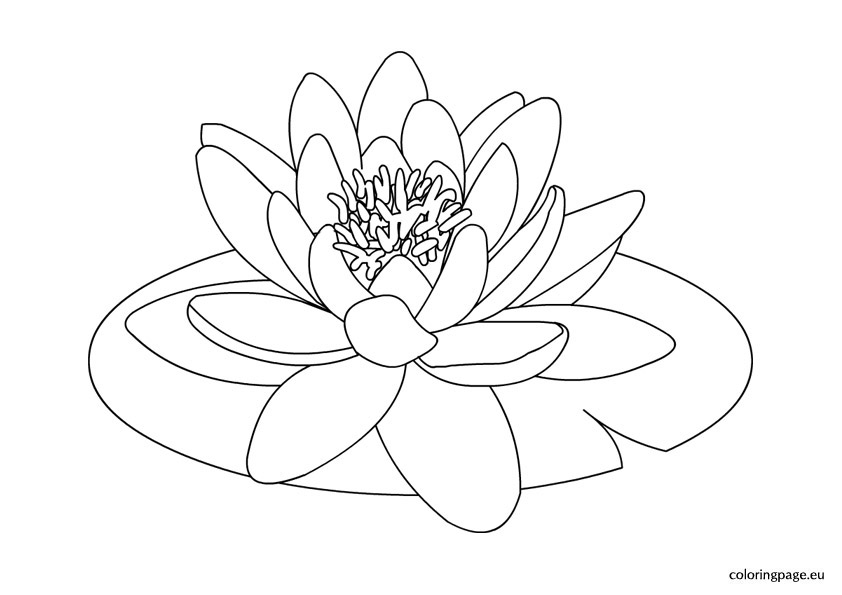 Water Lily Clipart Flower Drawing 842x595 Water Lily Clipart Flower Drawing