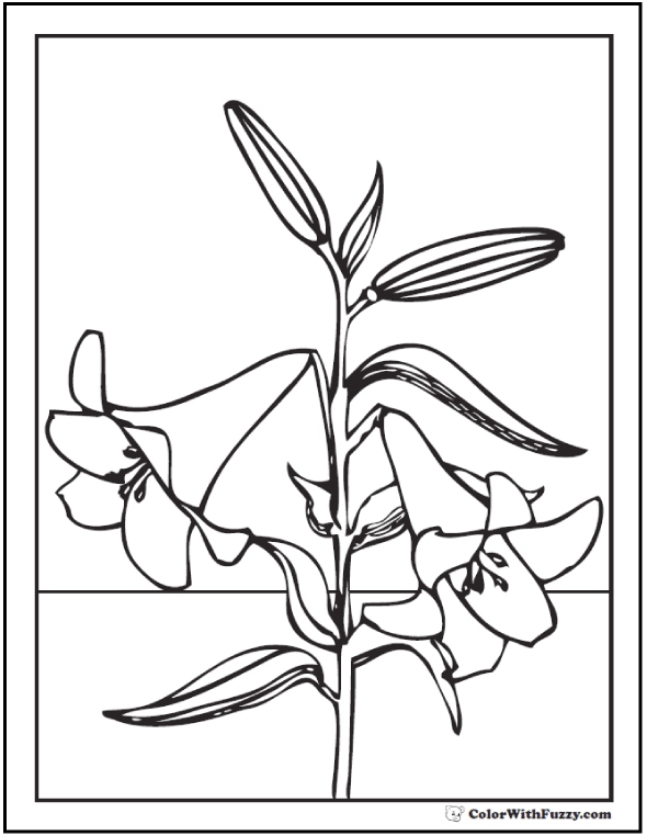 Emejing Lily Coloring Pages Photos 590x762 Emejing Lily Coloring Pages Photos