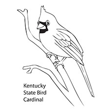State Bird Coloring Pages