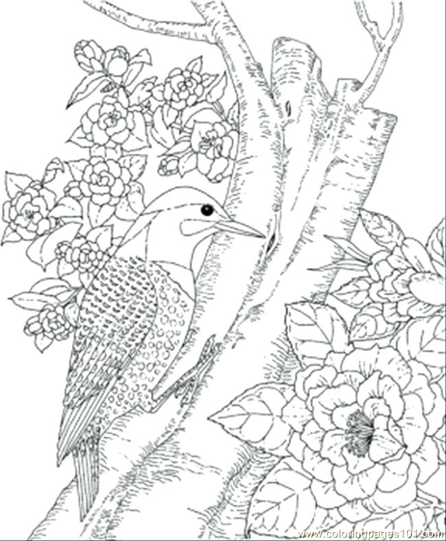 650x789 Coloring Pages Bird State Bird Coloring Page Free Coloring Pages
