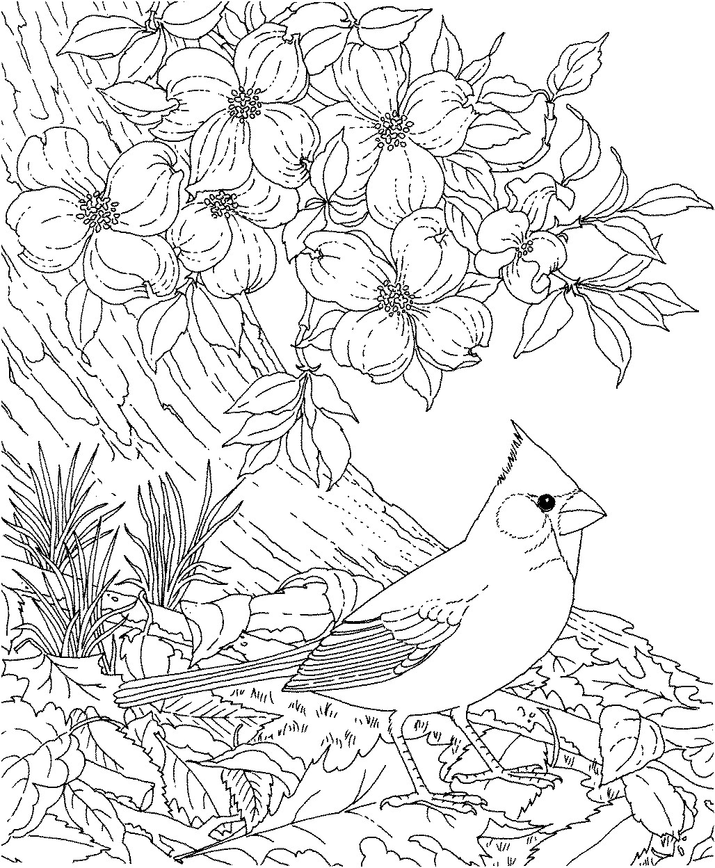 1028x1248 Realistic Bird Coloring Pages For Adults Fresh Free Printable