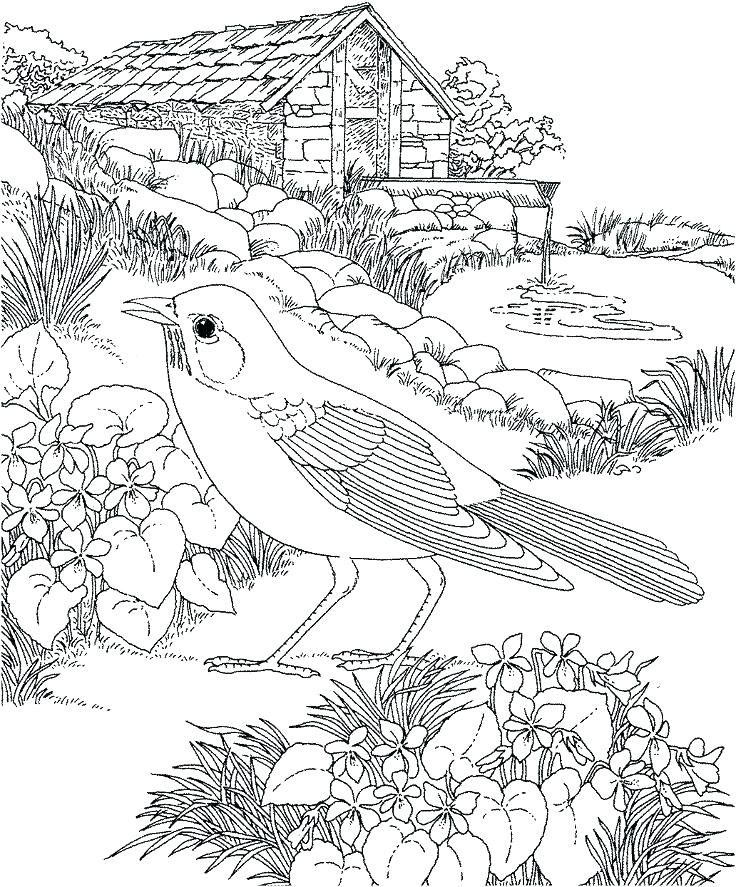 736x887 Robin Bird Coloring Pages Bird Coloring Pages Robin Bird Coloring