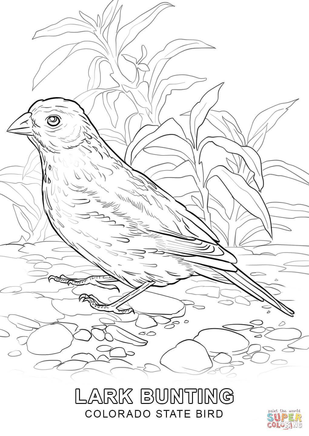 1020x1440 The Best Colorado State Bird Coloring Page Printable Of Style