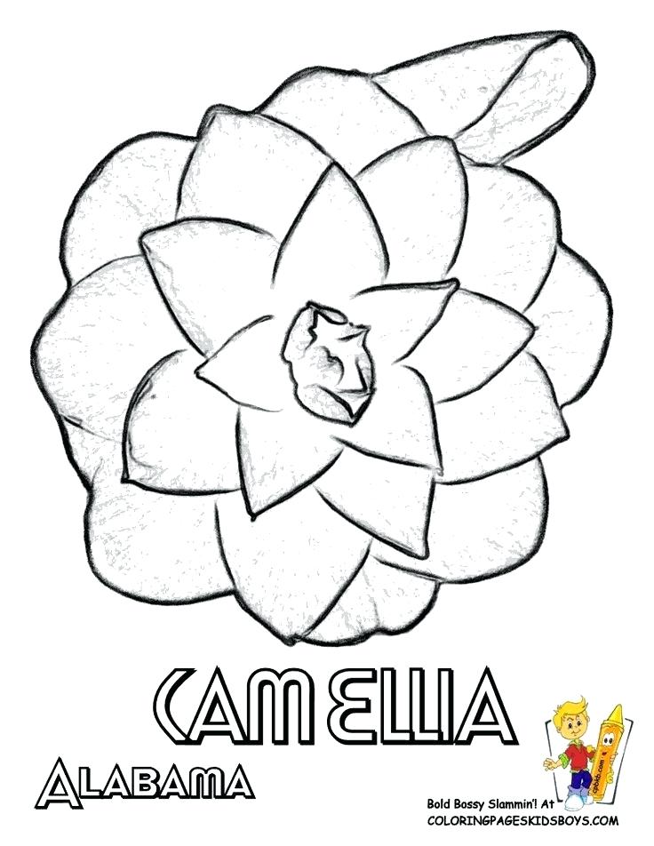 736x952 Oklahoma State Coloring Pages State Flower Coloring Page Camellia