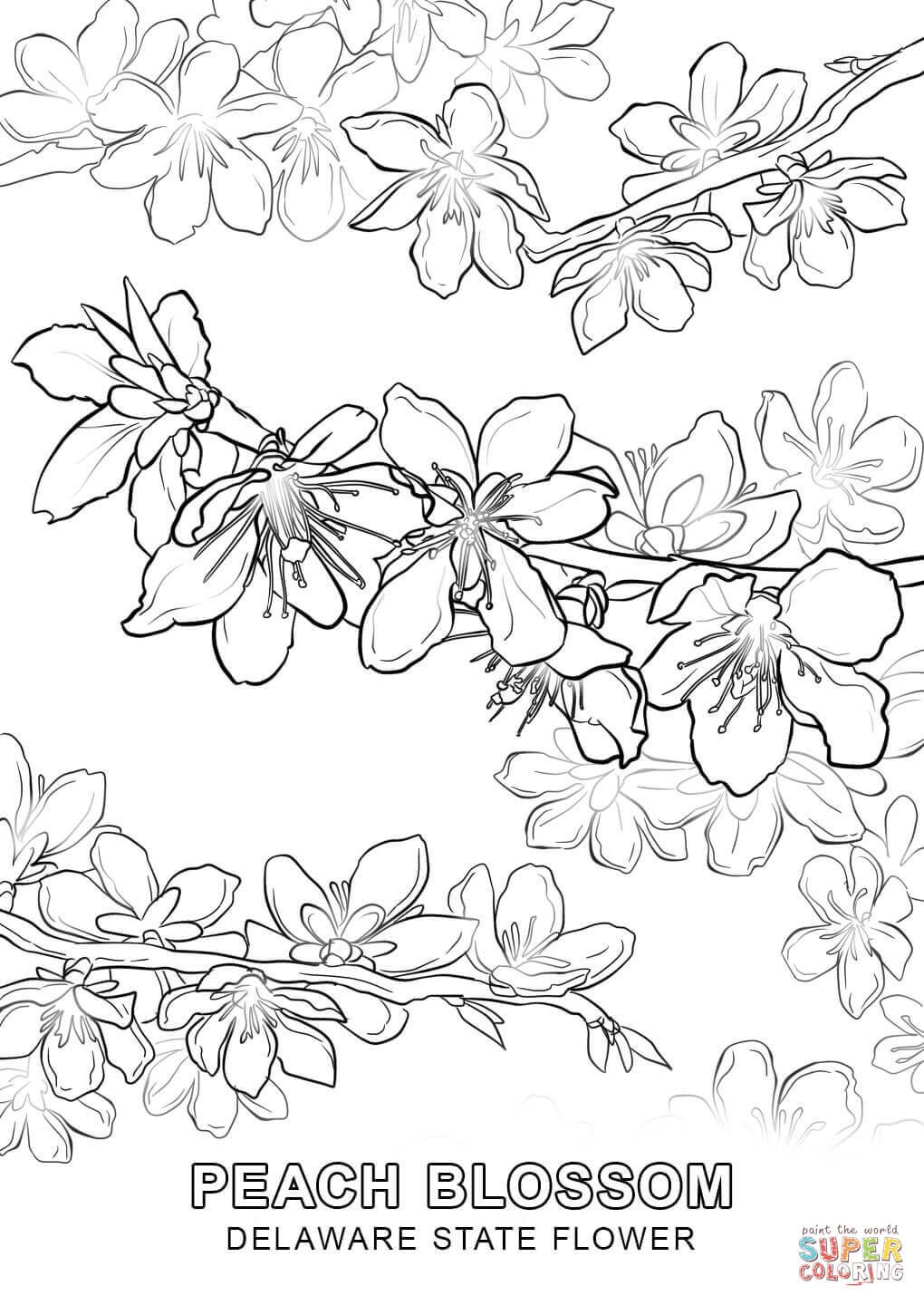 Click The Delaware State Flower Coloring Pages To View Printable 1020x1440 Click The Delaware State Flower Coloring Pages To View Printable