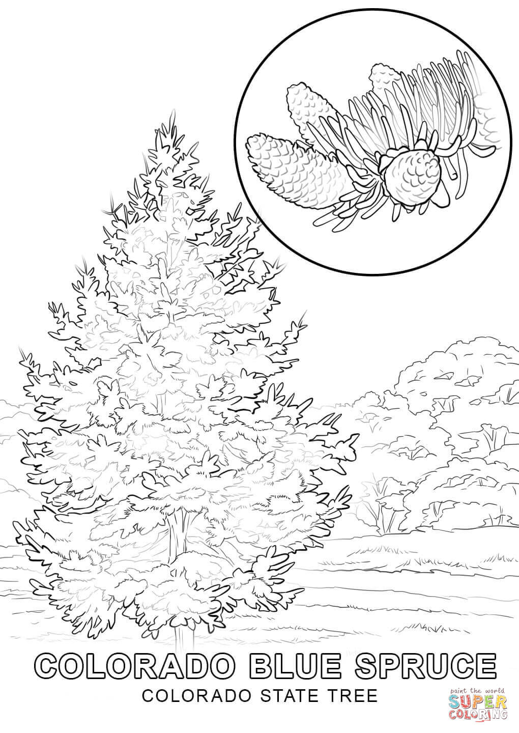 Colorado State Coloring Pages States Tree Page 1020x1440 Colorado State Coloring Pages States Tree Page