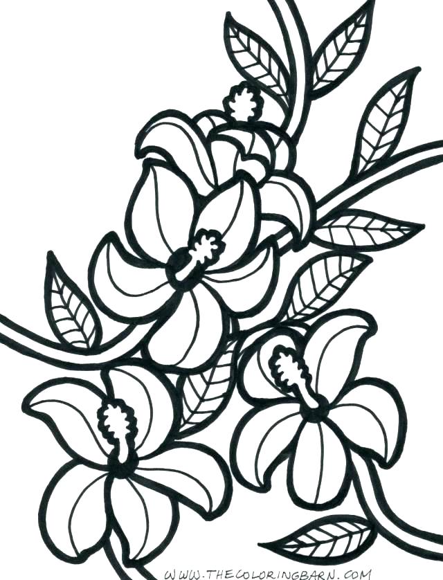 Flowers Coloring Pages Perfect Hibiscus Flower Coloring Flowers 640x838 Flowers Coloring Pages Perfect Hibiscus Flower Coloring Flowers