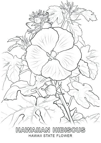 Hawaiian Flowers Coloring Pages Click To See Printable Version 340x480 Hawaiian Flowers Coloring Pages Click To See Printable Version