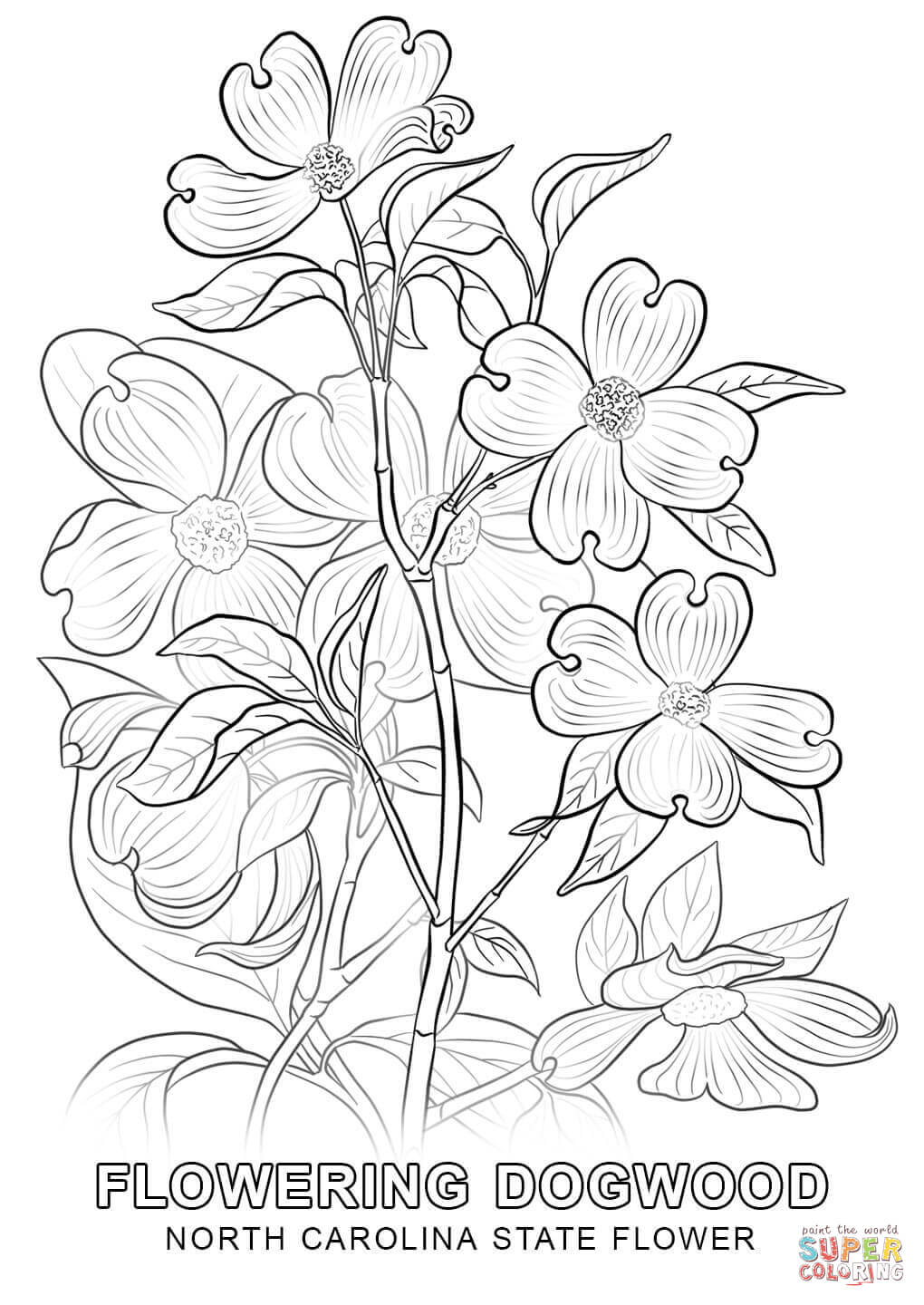 Hurry Delaware State Flower Coloring Page Limi 1020x1440 Hurry Delaware State Flower Coloring Page Limi