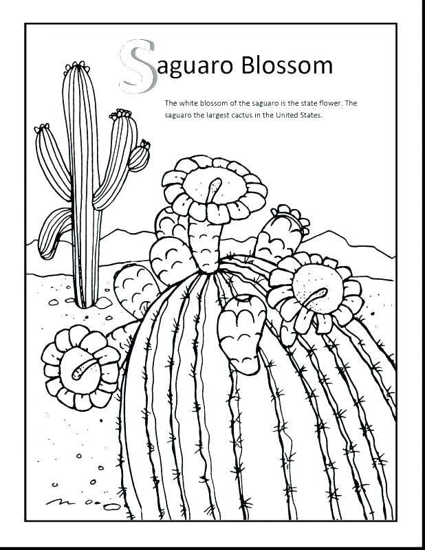 Arkansas Coloring Pages Coloring Pages State Flower Coloring Page 618x800 Arkansas Coloring Pages Coloring Pages State Flower Coloring Page