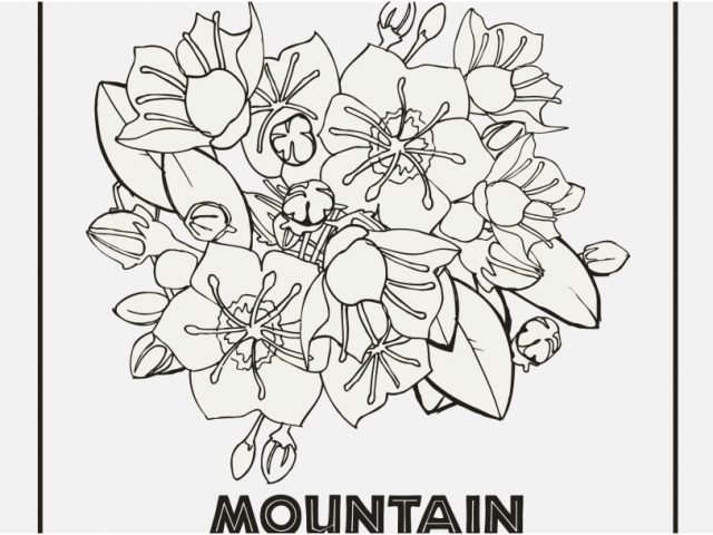 State Coloring Pages Graphic Pennsylvania State Flower Coloring 640x480 State Coloring Pages Graphic Pennsylvania State Flower Coloring