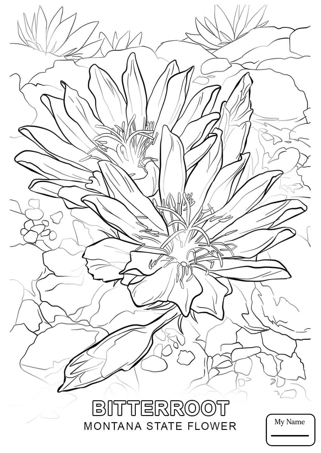 State Flower Coloring Pages 1040x1469 State Flower Coloring Pages