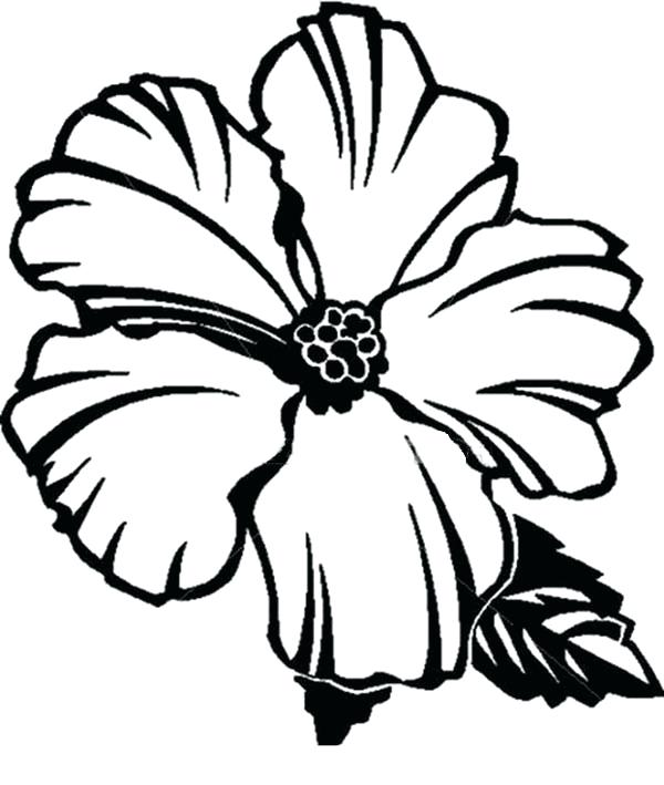 State Flower Printable Coloring Pages Picture Of Hibiscus Flower 600x709 State Flower Printable Coloring Pages Picture Of Hibiscus Flower