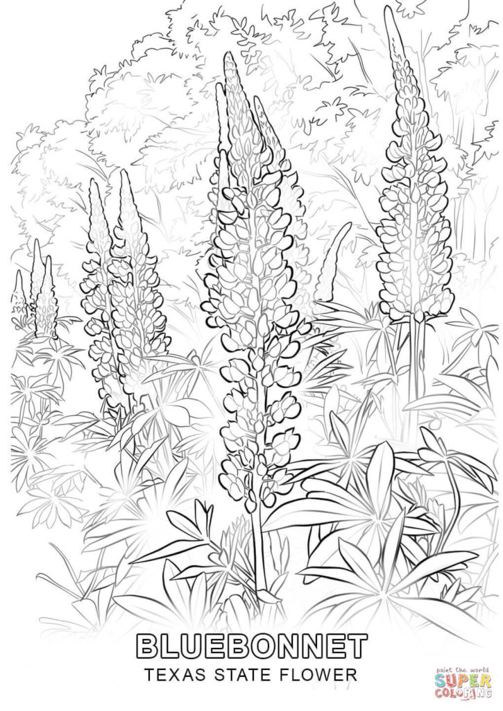 Texas Color Pages State Flower Coloring Page Free Printable Get 725x1024 Texas Color Pages State Flower Coloring Page Free Printable Get