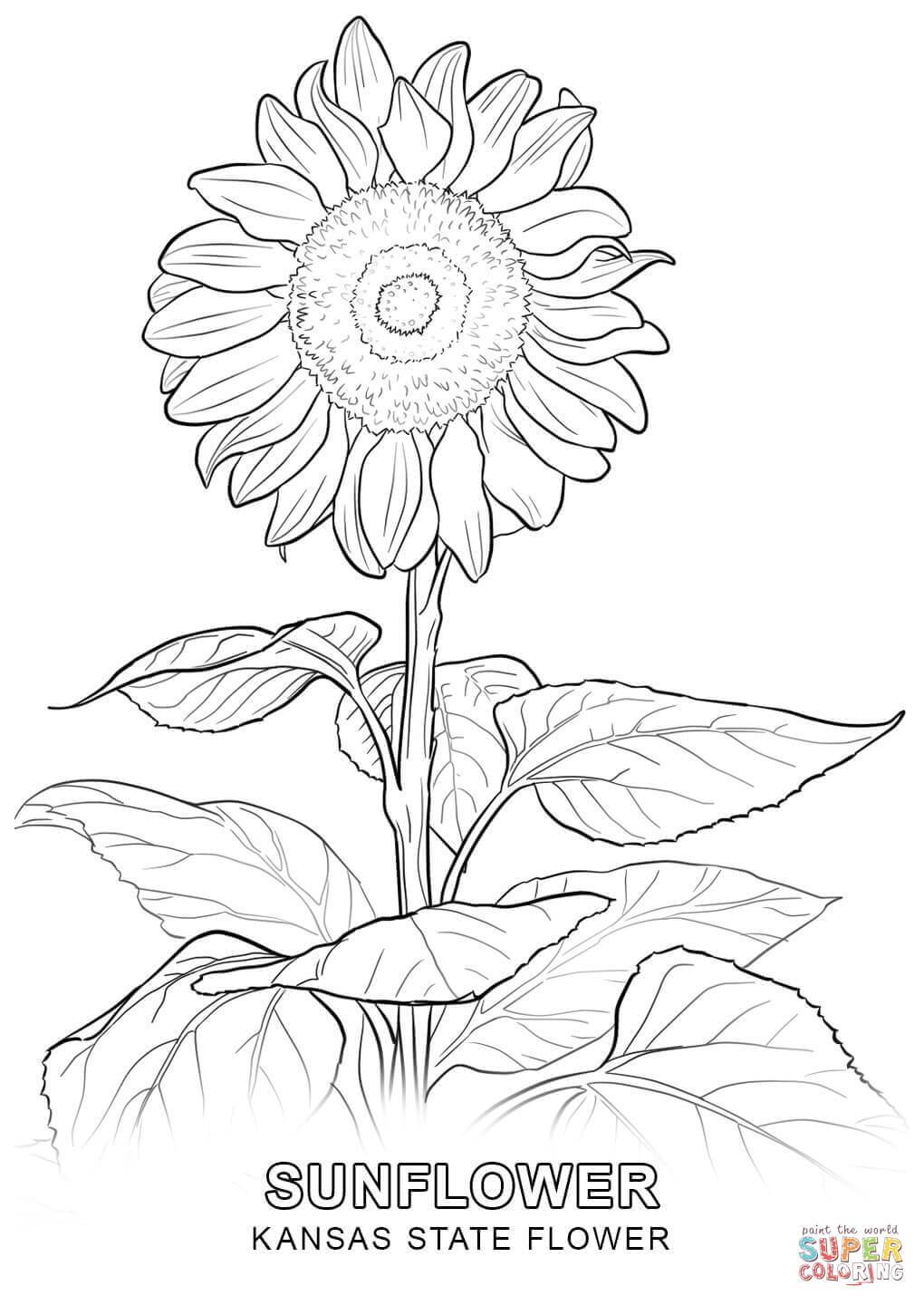 Unbelievable Kansas State Flower Coloring Page Printable 1020x1440 Unbelievable Kansas State Flower Coloring Page Printable