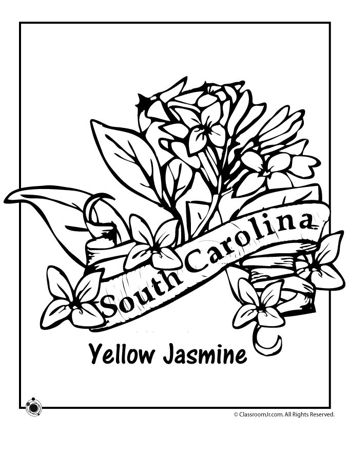 Connecticut State Flower Coloring Page 158 Best State Coloring 680x880 Connecticut State Flower Coloring Page 158 Best State Coloring