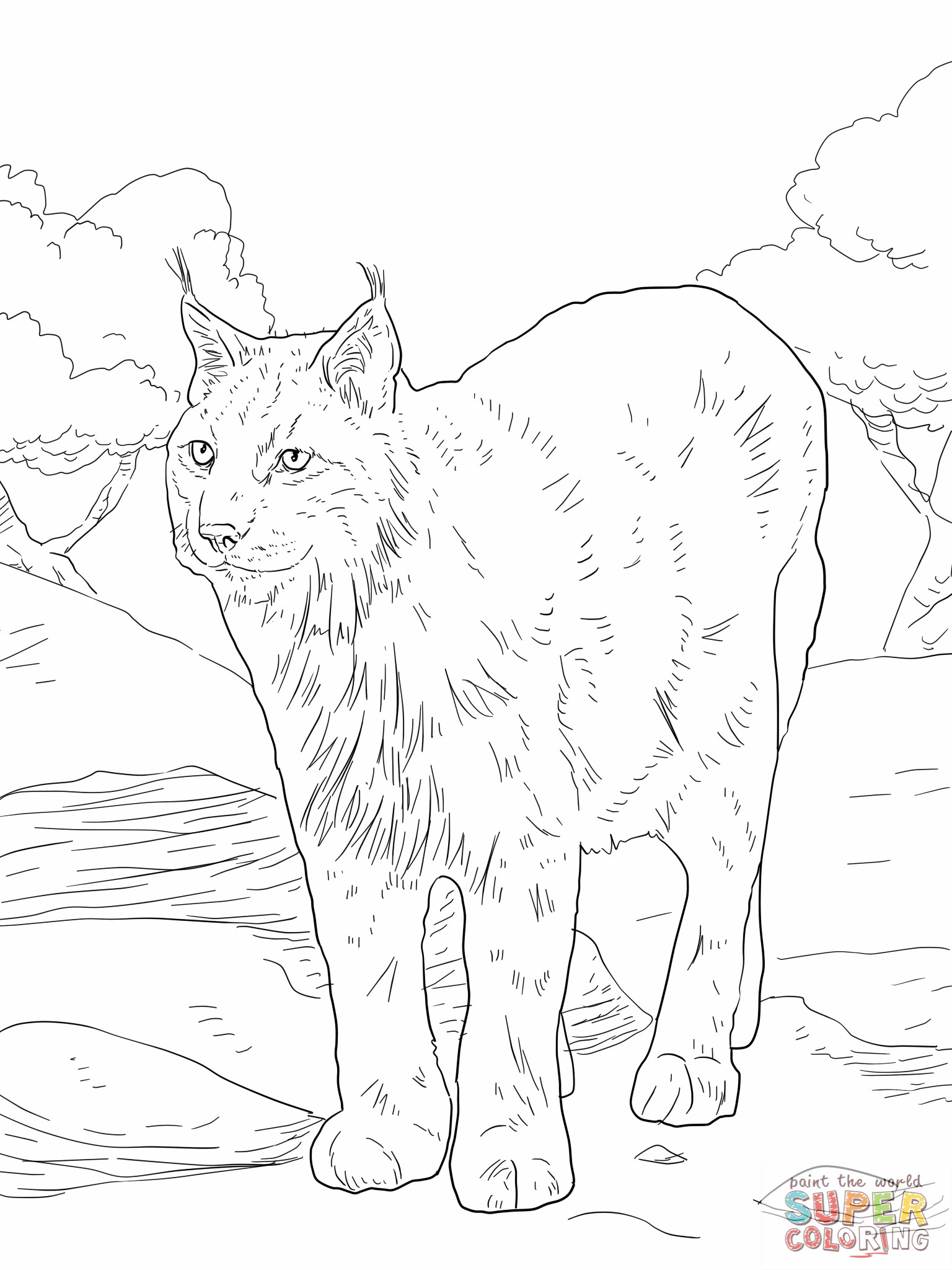 Bobcat Coloring Pages 1536x2048 Bobcat Coloring Pages