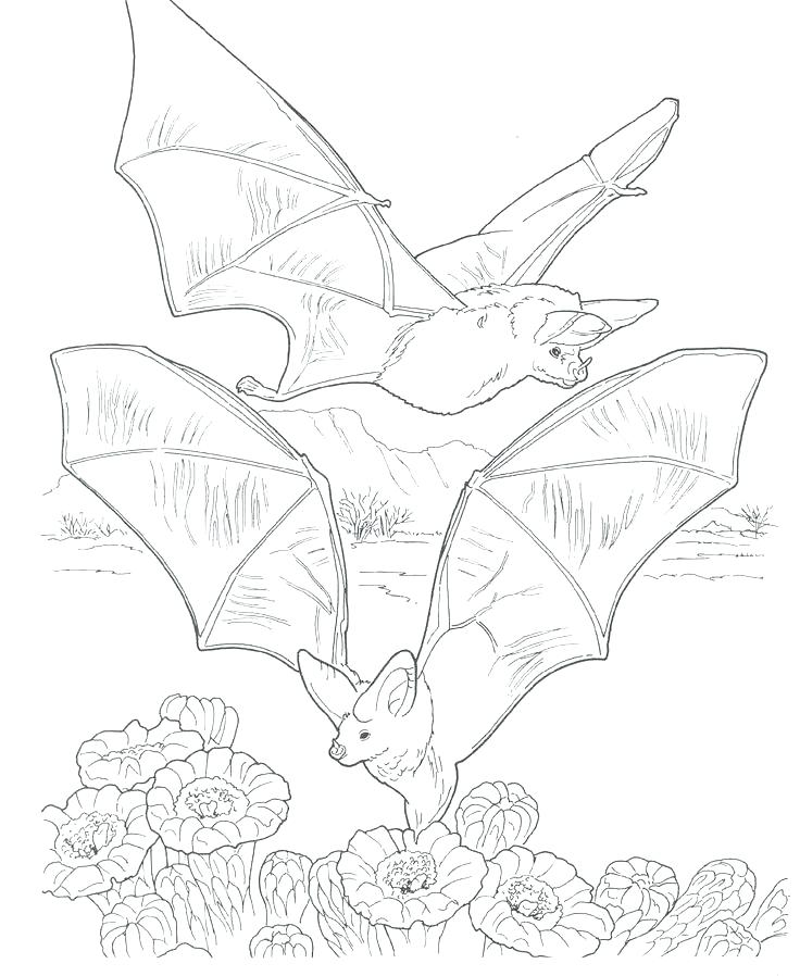 736x898 Stellaluna Coloring Page Coloring Pages Bat Coloring Page