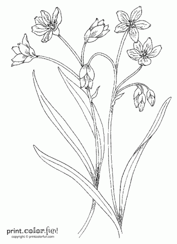 363x500 Flowers And Stems Coloring Page