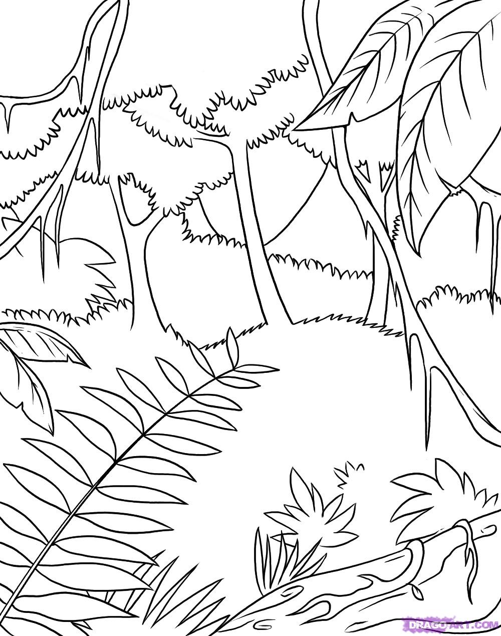 Safari Coloring Pages How To Draw A Rainforest Step 6 Jungle 1000x1269 Safari Coloring Pages How To Draw A Rainforest Step 6 Jungle