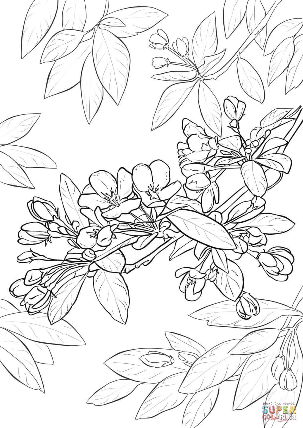Cherry Blossom Tree Drawing Step By 33 With Coloring Pages 1020x1440 Cherry Blossom Tree Drawing Step By 33 With Coloring Pages