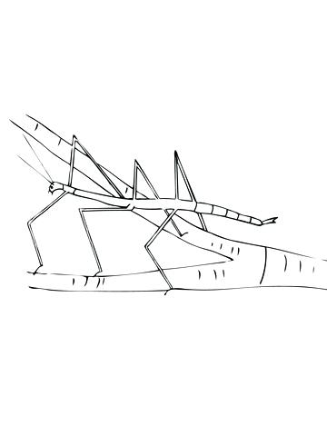 Insect Coloring Page Walking Stick Insect Coloring Page Insect 360x480 Insect Coloring Page Walking Stick Insect Coloring Page Insect