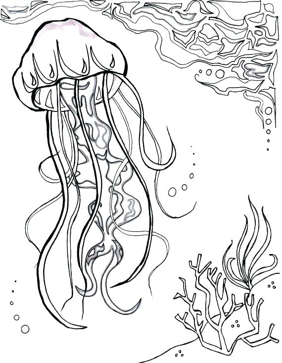 570x733 Stingray Coloring Page Fresh Jellyfish Coloring Page Print Jelly
