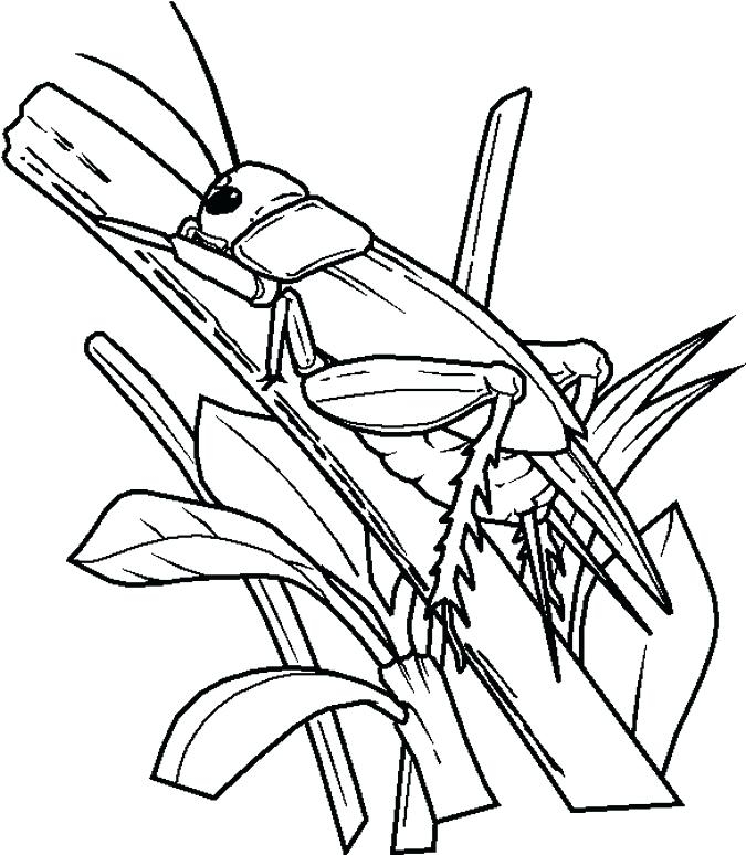 675x774 Insects Coloring Pagessect Clipart Coloring Page Pencil And