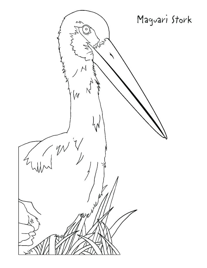 720x932 Stork Coloring Pages This Coloring Page For Kids Features A Stork