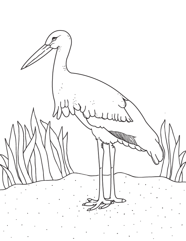 600x776 Free Printable Stork Coloring Page. Download It From Https