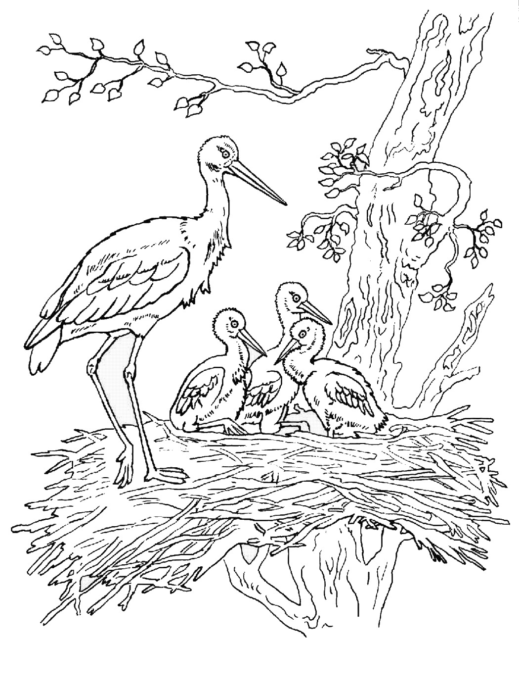 Storks Coloring Pages 1050x1400 Storks Coloring Pages