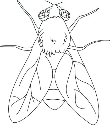 420x478 Fly Coloring Page House Fly Coloring Pages Download Free House Fly