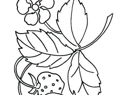440x330 Strawberry Coloring Page