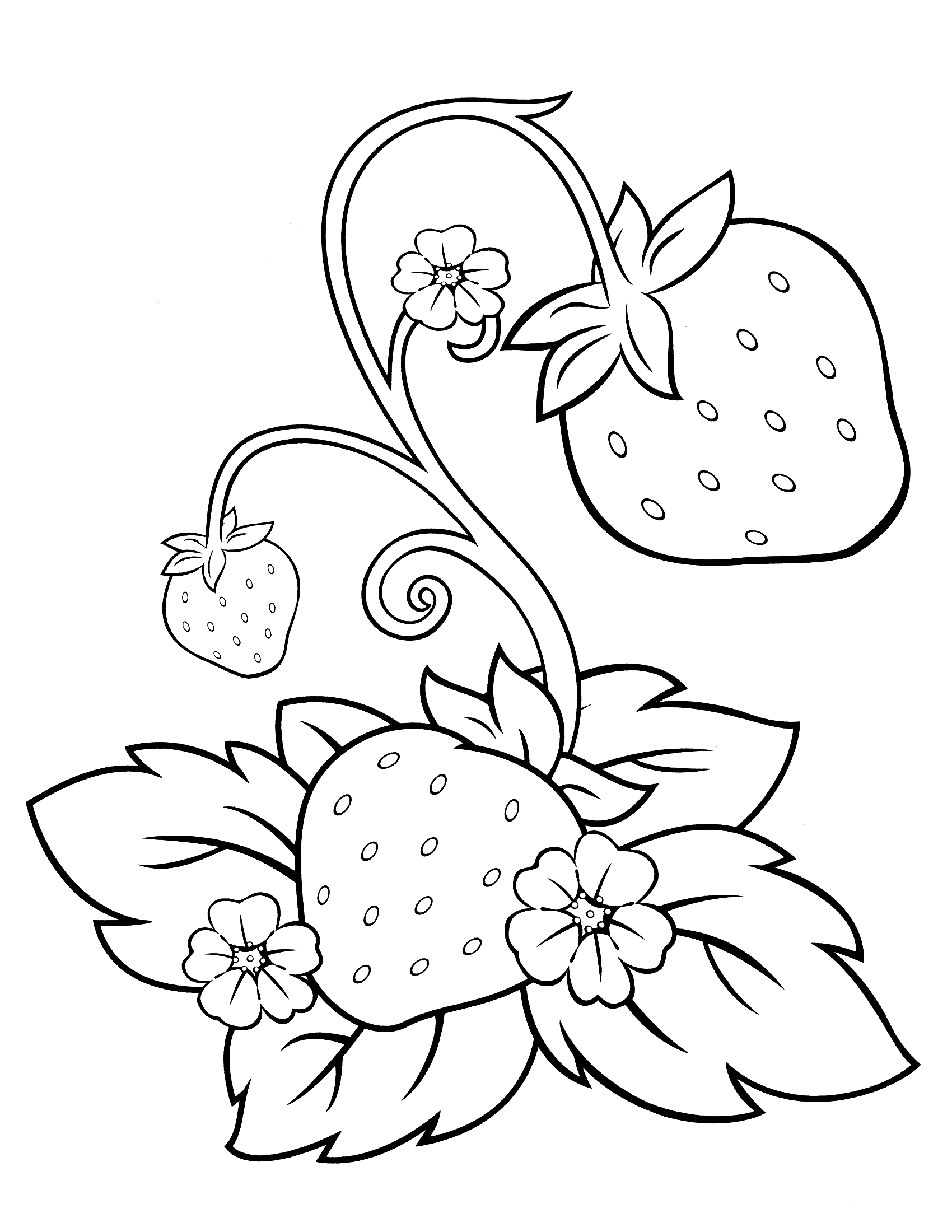 Strawberry Coloring Pages 1700x2200 Strawberry Coloring Pages