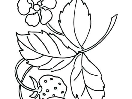 Strawberry Coloring Sheet Remarkable Ideas Strawberry Coloring 440x330 Strawberry Coloring Sheet Remarkable Ideas Strawberry Coloring