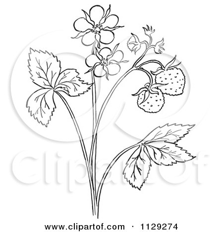 Cartoon Clipart Of An Outlined Strawberry Plant With Blossoms 450x470 Cartoon Clipart Of An Outlined Strawberry Plant With Blossoms