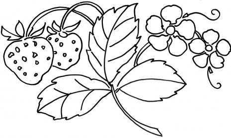 Strawberry Plant Coloring Page That Would Be Great For Embroidery 465x278 Strawberry Plant Coloring Page That Would Be Great For Embroidery