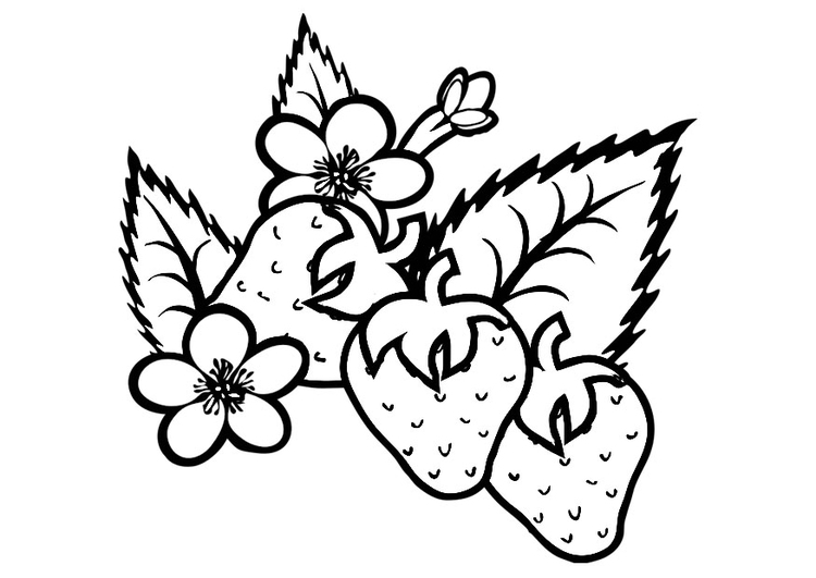 Coloring Page Strawberries 750x531 Coloring Page Strawberries
